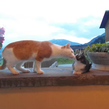 Πανσιόν Parchenbauernhof Horner 2*